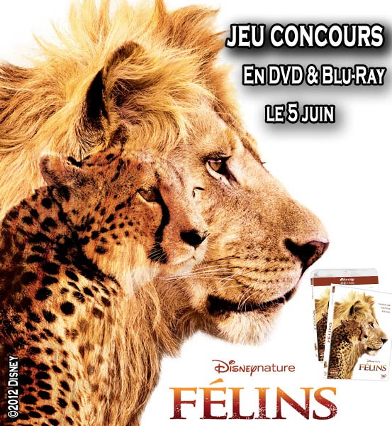  Jeu Concours DVD Felins de Disney