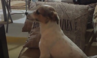 Un petit chien terrifié devant CONJURING ! (vidéo)