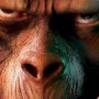 La planète des Singes : Les origines