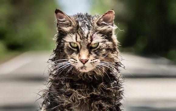 Simetierre Le Film D Horreur Qui Va Te Donner Envie D Etre Sympa Avec Ton Chat