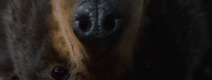 Crazy Bear : alerte voici Cocaine Bear, l'Ours défoncé à la poudre - notre critique