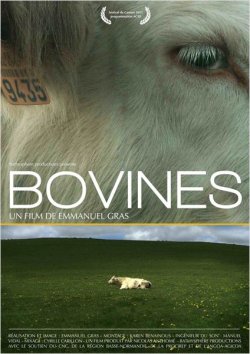 Bovines