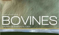 Bovines