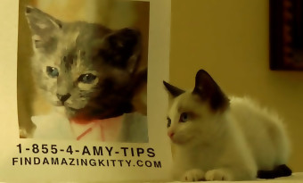 Gone Girl de David Fincher refait avec des chatons [VIDEO]