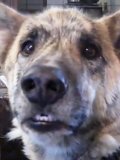 Ultimate Dog Tease