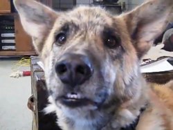 Ultimate Dog Tease