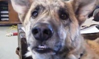 Ultimate Dog Tease