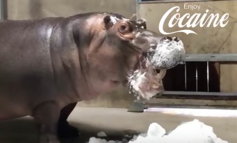 Cocaine Hippos : la série Netflix WTF sur les hippopotames de Pablo Escobar